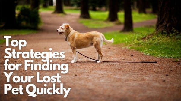 Finding Your Lost Pet Quickly